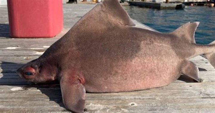 Angular Roughshark With Pig Face Pulled From The Mediterranean Sea