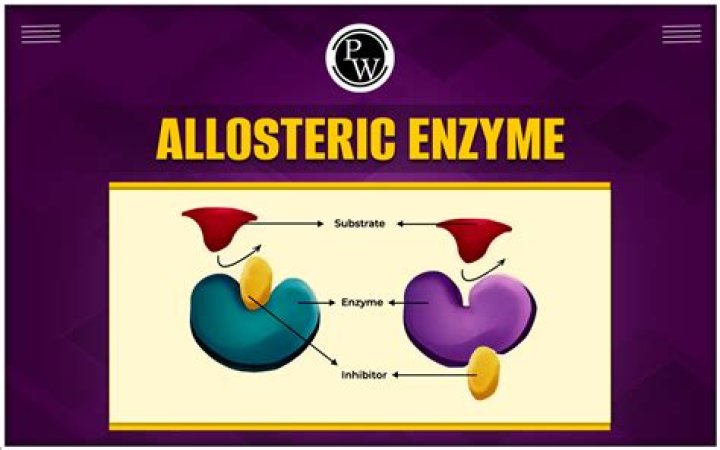 Are all enzymes allosteric?