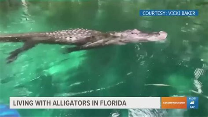 Are alligators in every part of florida?