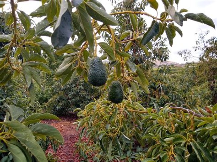 Are avocados grown in the United States?
