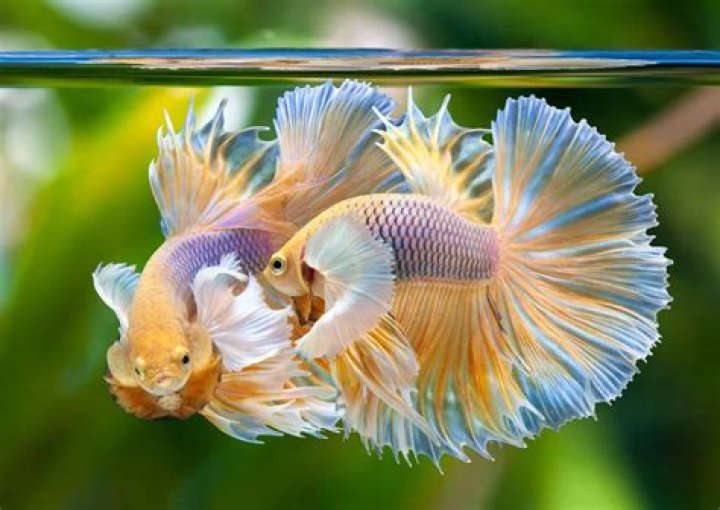 Are bettas tropical fish?