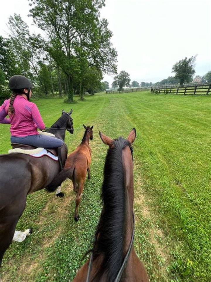 Are broodmares good for riding?