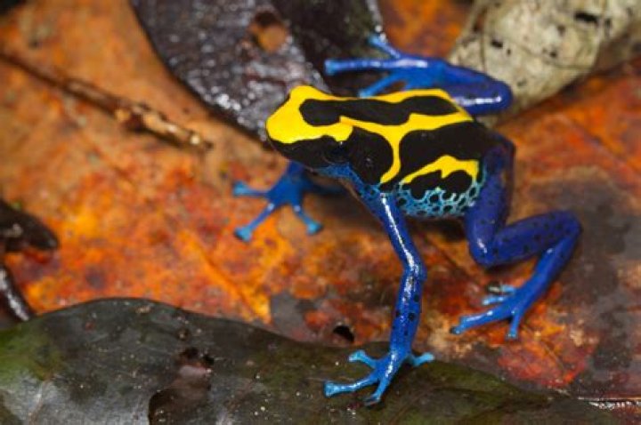 Are captive dart frogs poisonous?