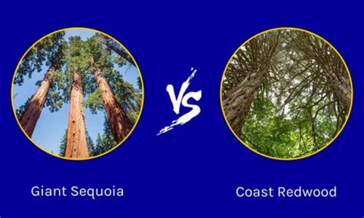 Are coastal redwoods endangered?