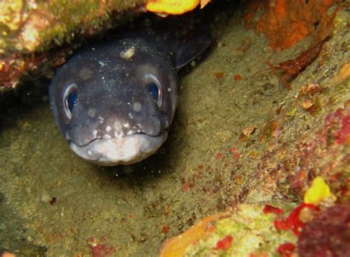 Are conger eels endangered?