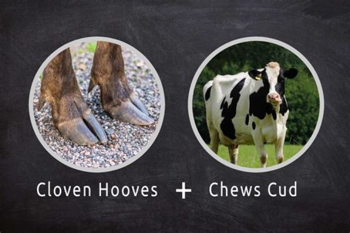 Are cows cloven hoofed?