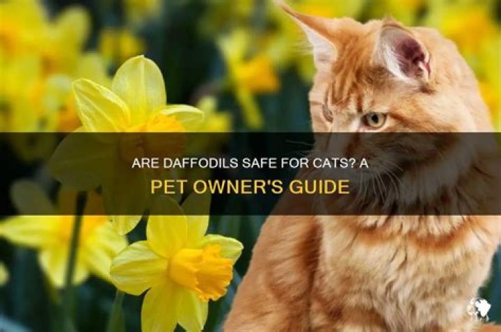 Are daffodils safe for cats?
