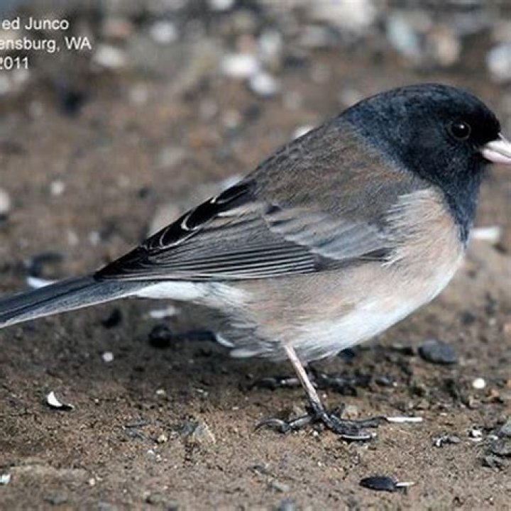 Are dark eyed juncos aggressive?