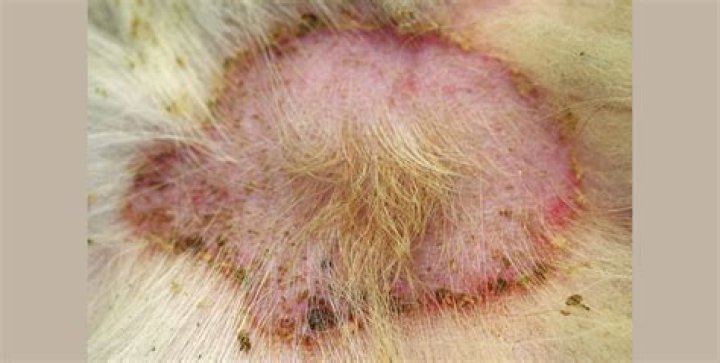 Are dog staph infection contagious?