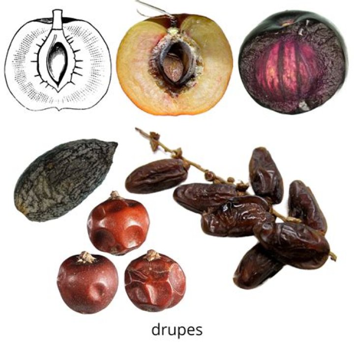Are drupes good for you?