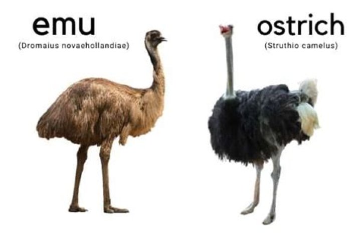 Are emus and ostriches related?