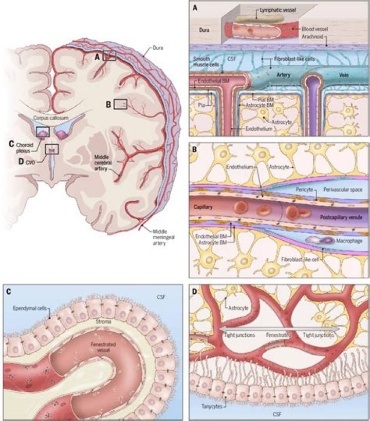 Are fenestrated capillaries found in the brain?