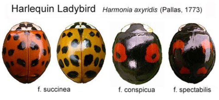 Are harlequin ladybirds poisonous?