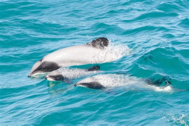 Are hector dolphins friendly?