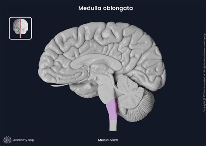 Are in the medulla oblongata?
