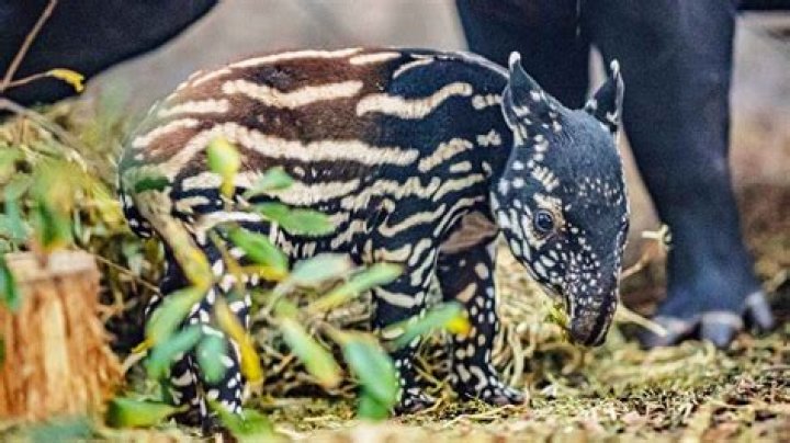 Are malayan tapirs endangered?