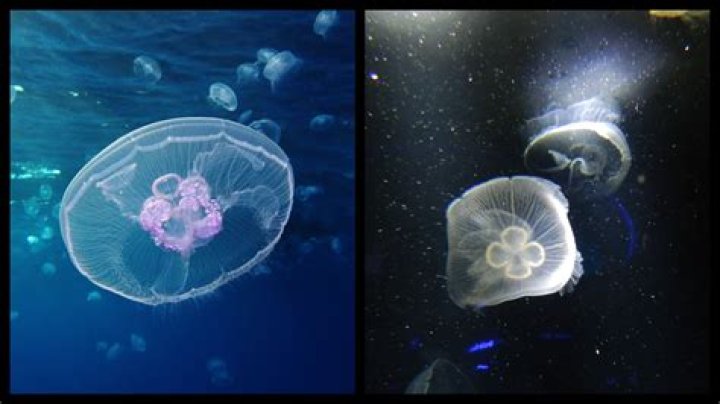 Are moon jellyfish dangerous?