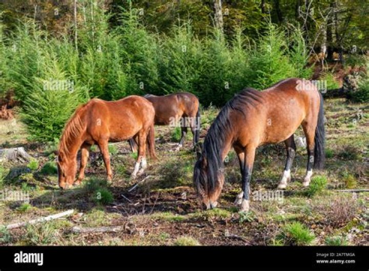 Are new forest ponies dangerous?