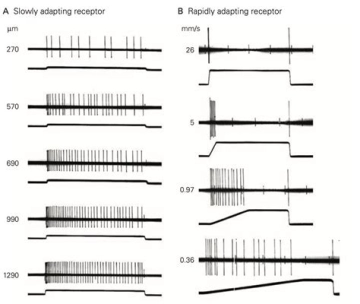 Are nociceptors rapidly adapting?