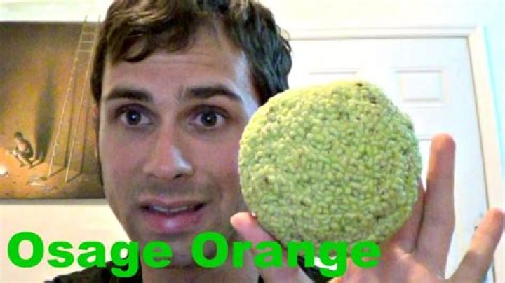 Are osage oranges edible?