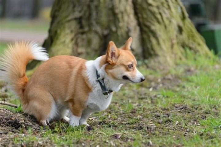 Are pembroke welsh corgis born without tails?