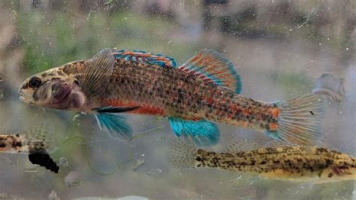 Are rainbow darters native to ohio?