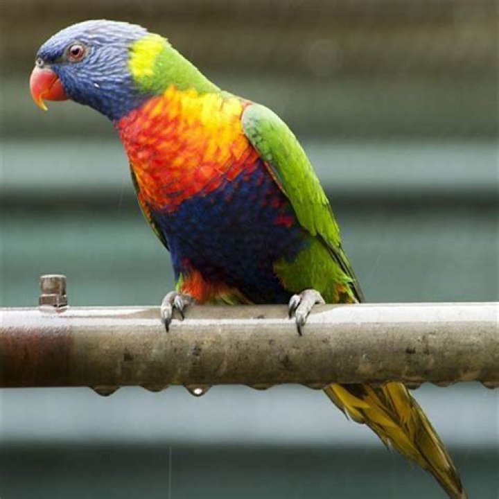 Are rainbow lorikeets pests?