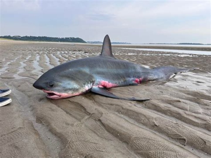 Are sharks in Cape Cod Bay?