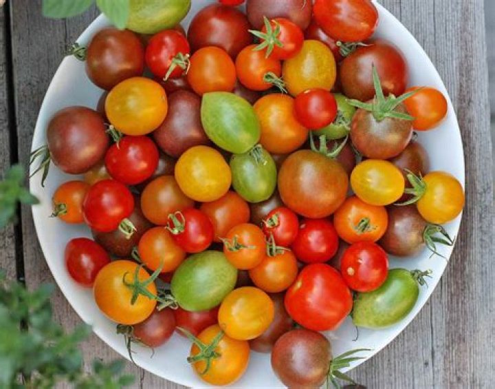 Are shriveled cherry tomatoes still good?