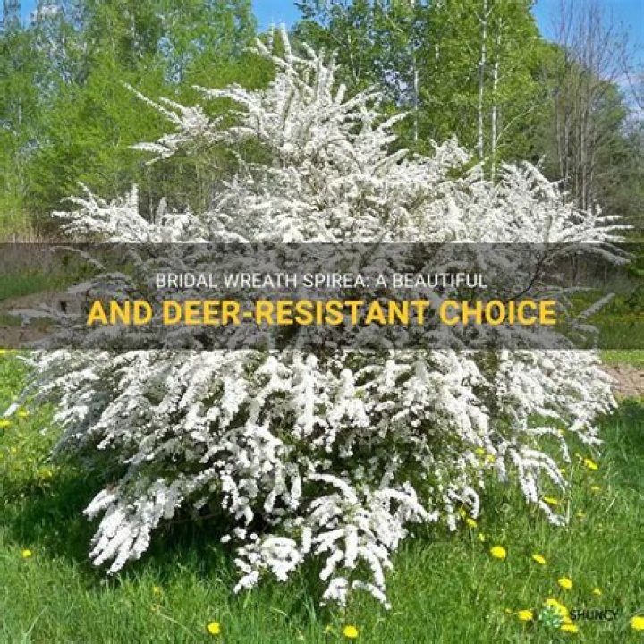 Are spirea deer resistant?