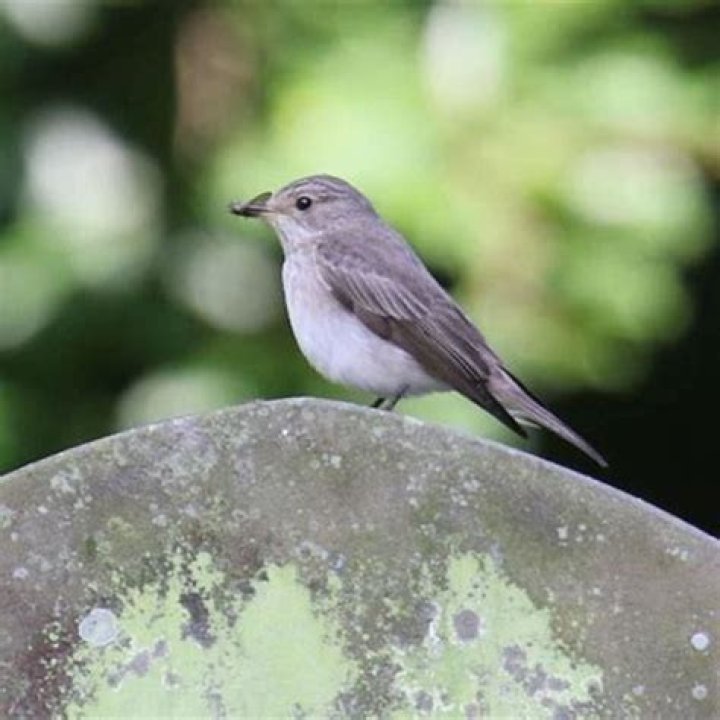 Are spotted flycatchers common?