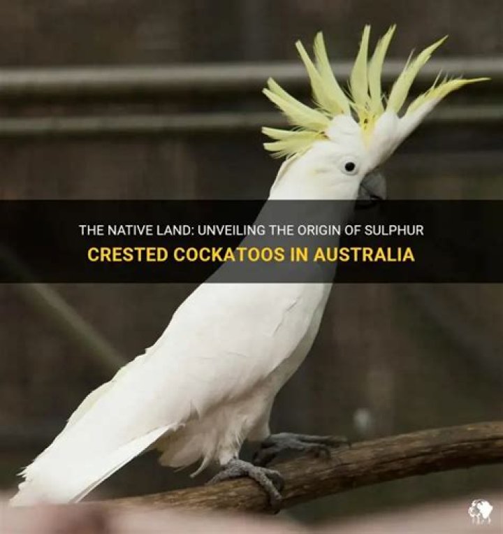 Are sulphur crested cockatoos native to australia?
