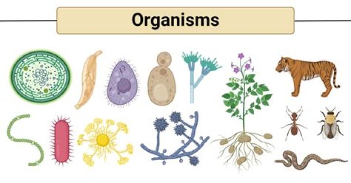 Are the organisms interacting with each other?