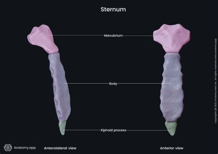 Are the parts of the sternum?