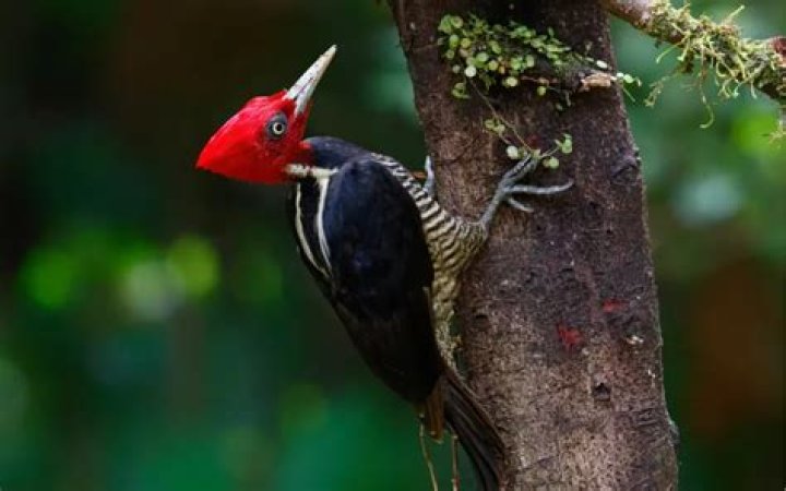 Are there ivory billed woodpeckers in cuba?