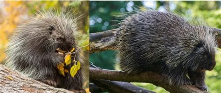 Are there porcupines in texas?