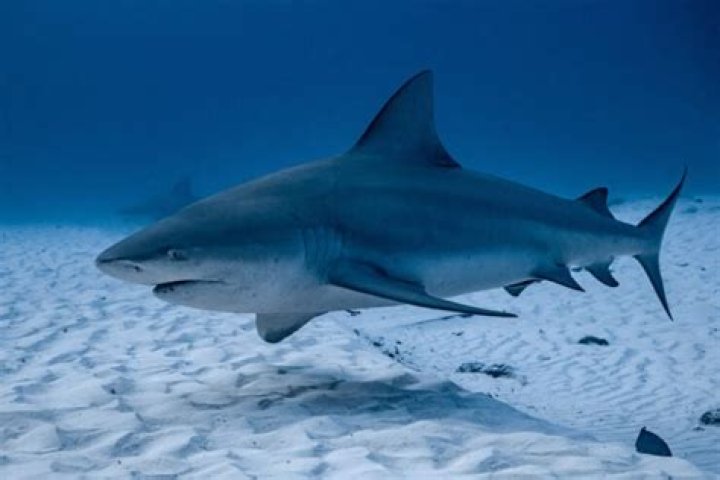 Are there sharks in Nantucket Sound?