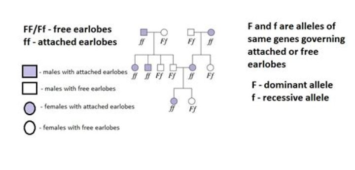 Are unattached earlobes dominant or recessive?