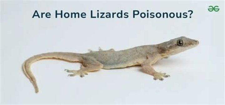 Are whiptail lizards dangerous?