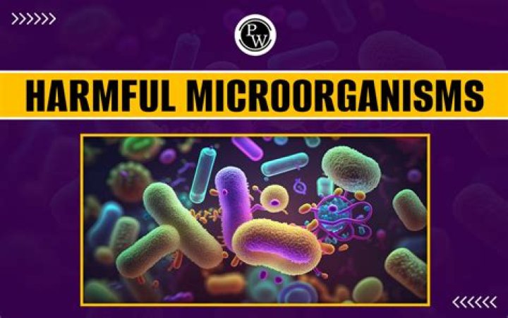 Are whitefly harmful to humans?