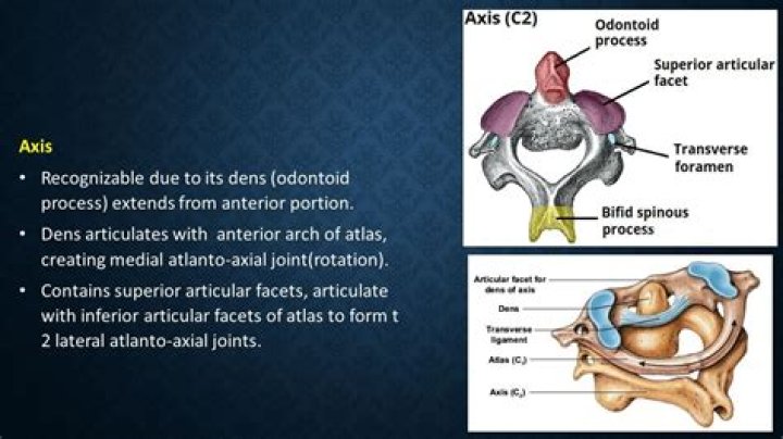At does articulate mean?