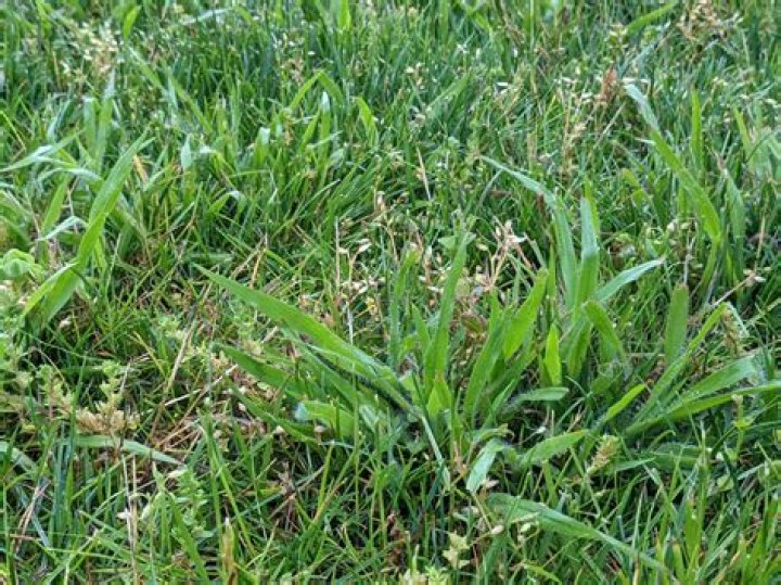At what temperature does crabgrass die?