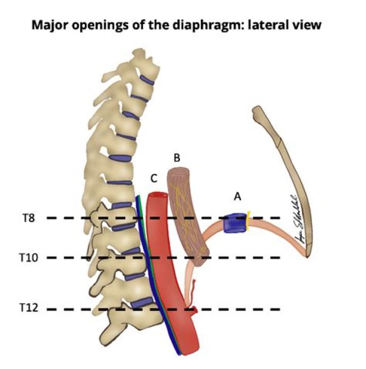 At which vertebral level is the esophageal hiatus presented?