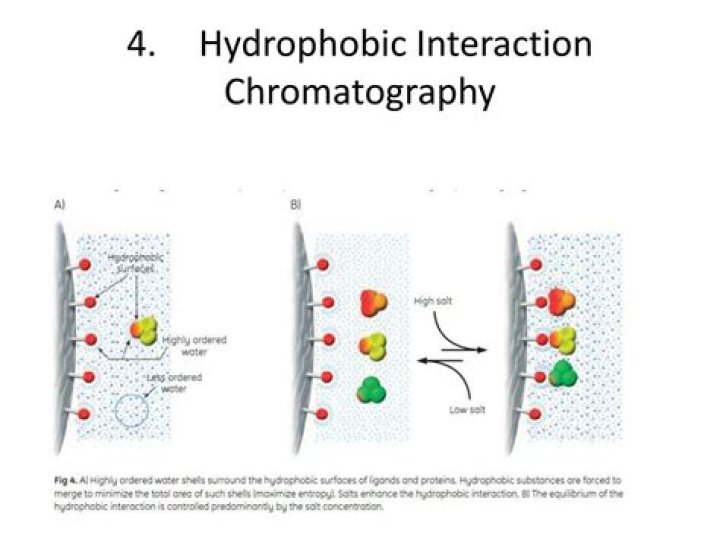 By hydrophobic interaction chromatography?