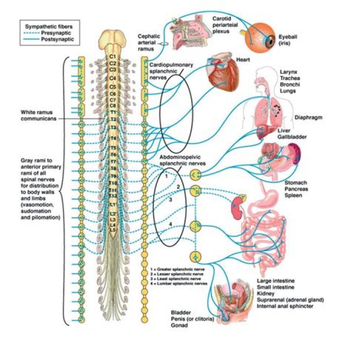 By sympathetic nervous system?