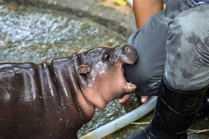 Can a hippo eat a human?