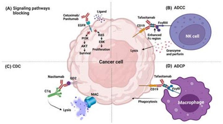 Can antibodies get into cells?