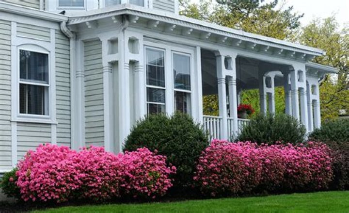 Can azaleas be planted outside?