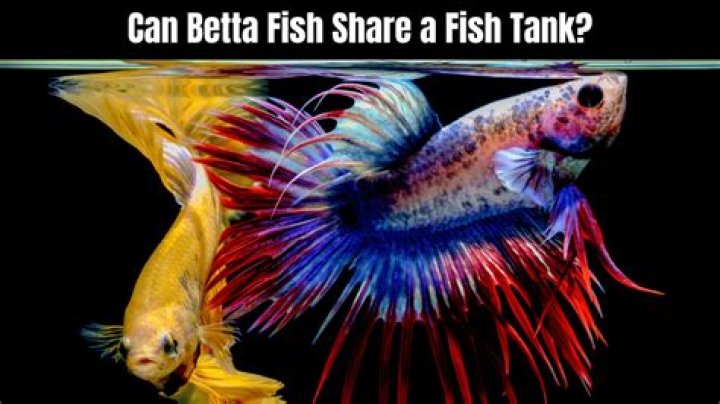Can bettas live with other fish?