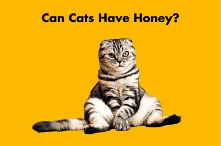 Can cats have honey?